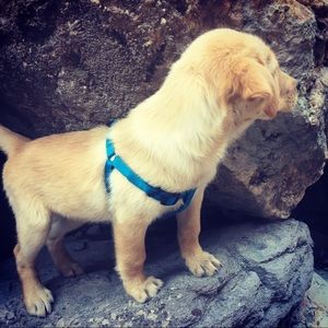 Meet your Posher, Mason